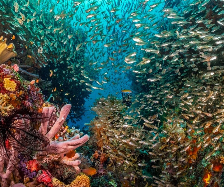 Gallery of Photography by Paul Nicklen - Canada