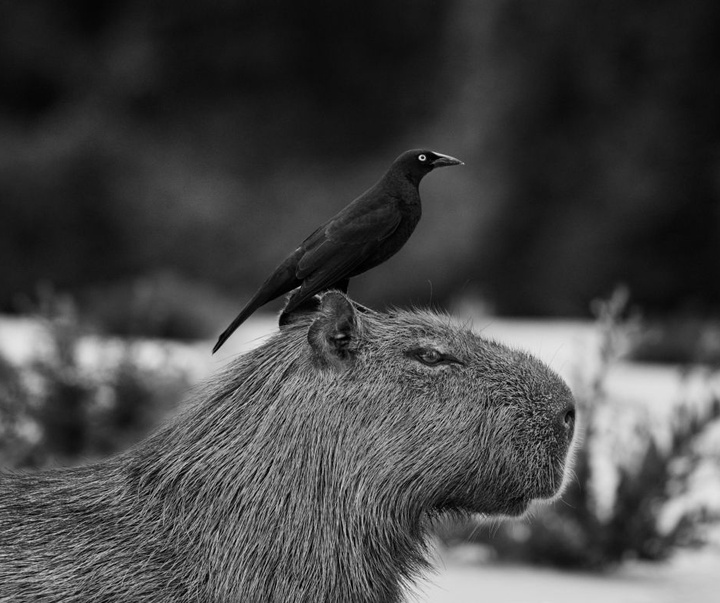 Gallery of Photography by Sebastião Salgado - Brazil