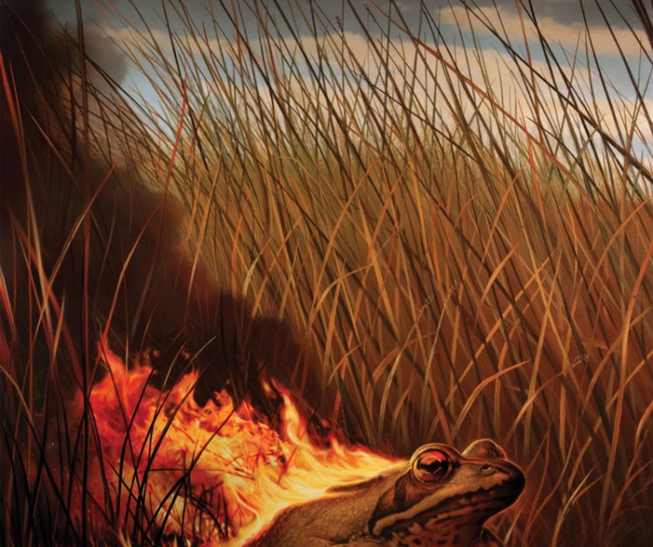 fire frog