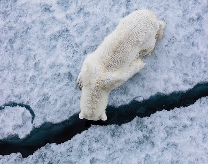 Gallery of Photography by Paul Nicklen - Canada