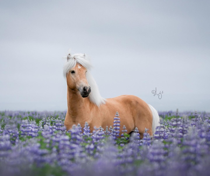 Gallery of photography by Liga Liepina - Iceland