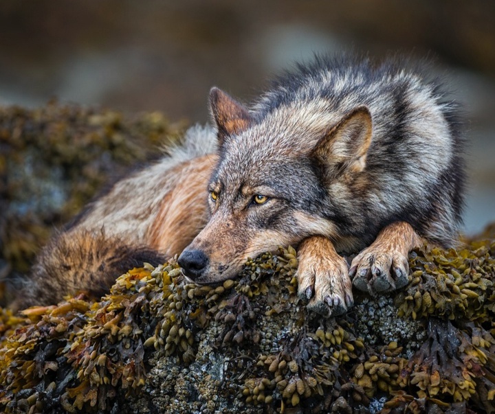 Gallery of Photography by Paul Nicklen - Canada