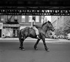 Gallery of photography by Vivian Maier-USA