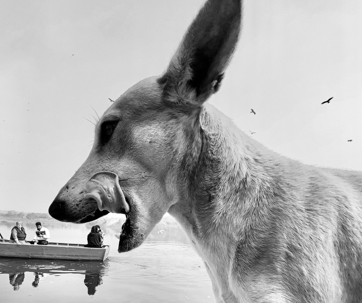 Gallery of Photography by Dimpy Bhalotia - India