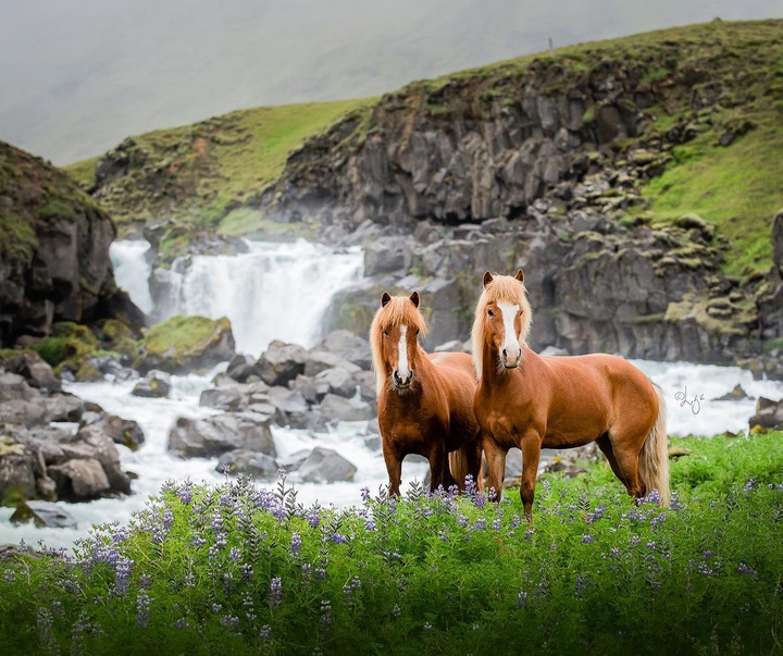 Gallery of photography by Liga Liepina - Iceland