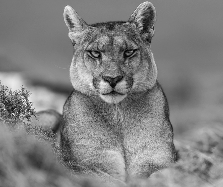 Gallery of Photography by Paul Nicklen - Canada