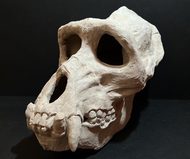 Gallery of Sculpture by Adi Piorescu