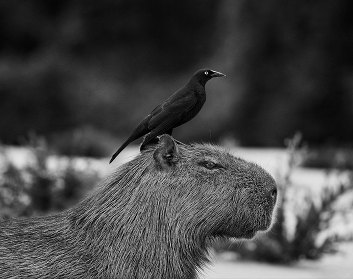 Gallery of Photography by Sebastião Salgado - Brazil