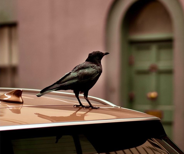 Gallery of Photography by David Jacobson - UK