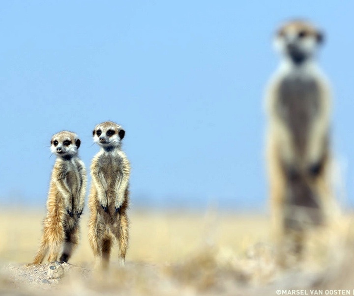 Gallery of Photography by Marsel van Oosten- Netherlands