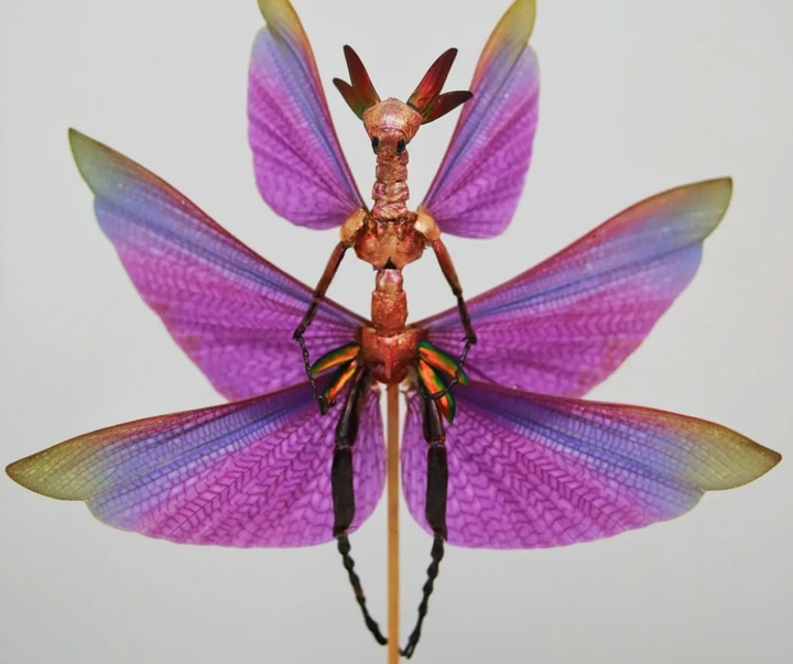 Gallery of Sculpture by Cedric Laquieze - USA