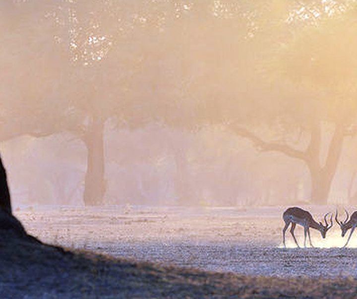 Gallery of Photography by Marsel van Oosten- Netherlands