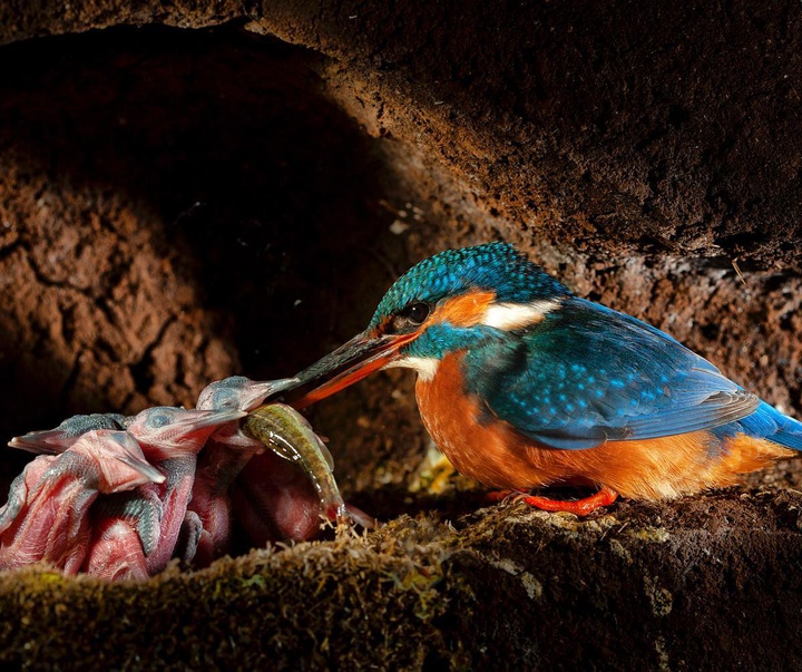 Gallery of Photography by Charlie Hamilton James - UK