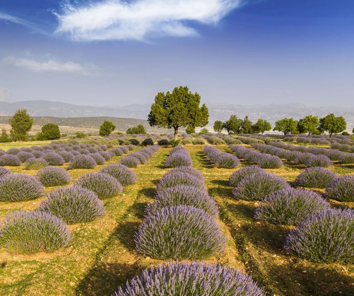 Gallery of Photography by Seymen Bozaslan - Turkey