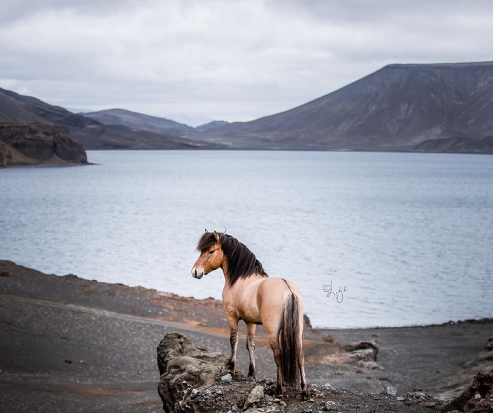 Gallery of photography by Liga Liepina - Iceland