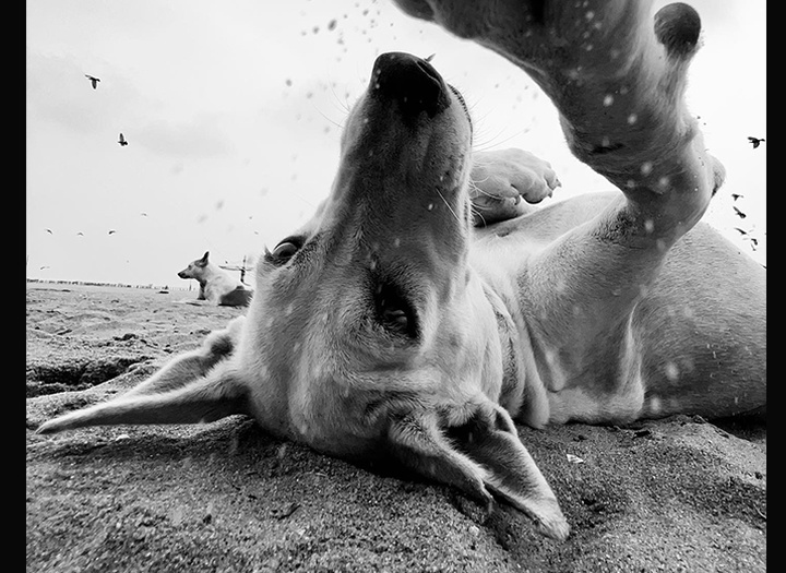 Gallery of Photography by Dimpy Bhalotia - India