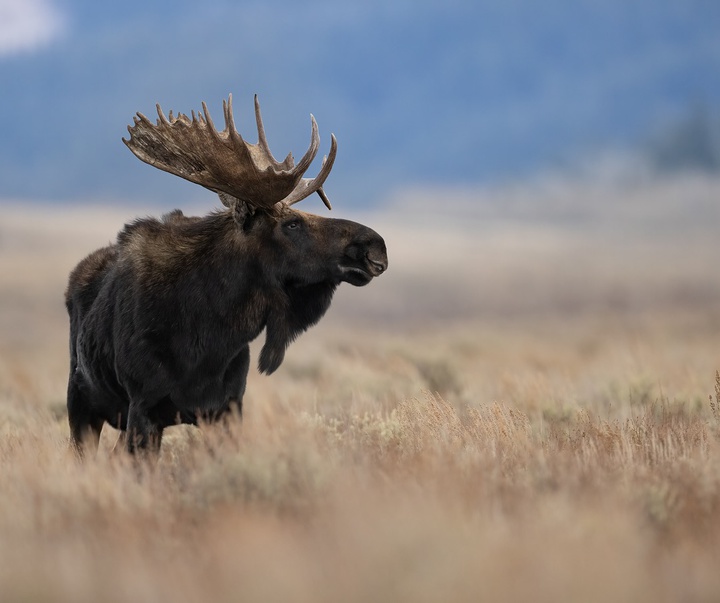 Gallery of Photography by Harry Collins - USA