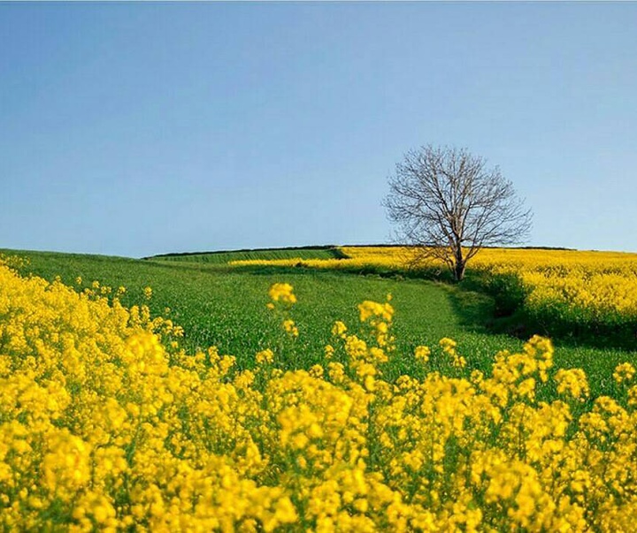 Gallery of photography by Bahman Azizi- Iran