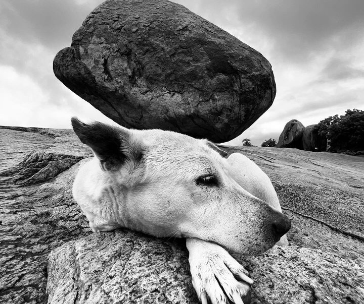 Gallery of Photography by Dimpy Bhalotia - India