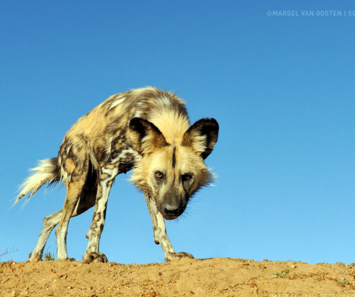 Gallery of Photography by Marsel van Oosten- Netherlands