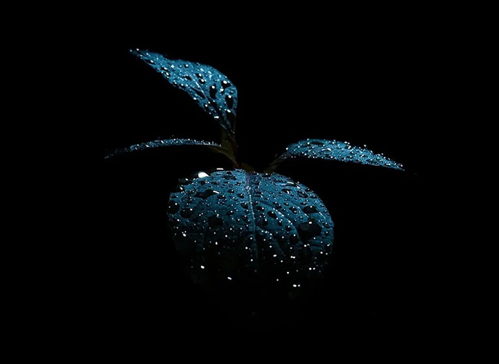 Gallery of Photography by Melanie Wills - Canada