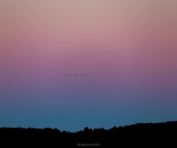 Gallery of Photography by Melanie Wills - Canada