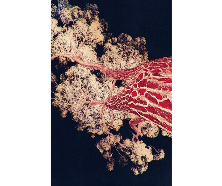 Gallery of Photography by Eva Chupikova - Slovakia