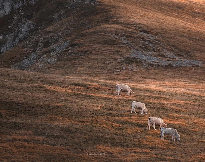 Gallery of Photography by Lyon Corso - Italy
