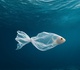 A plastic fish adrift in the sea