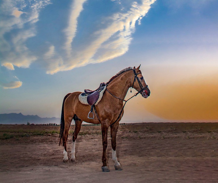 Gallery of Photography by Mehdi Shirvani-Iran