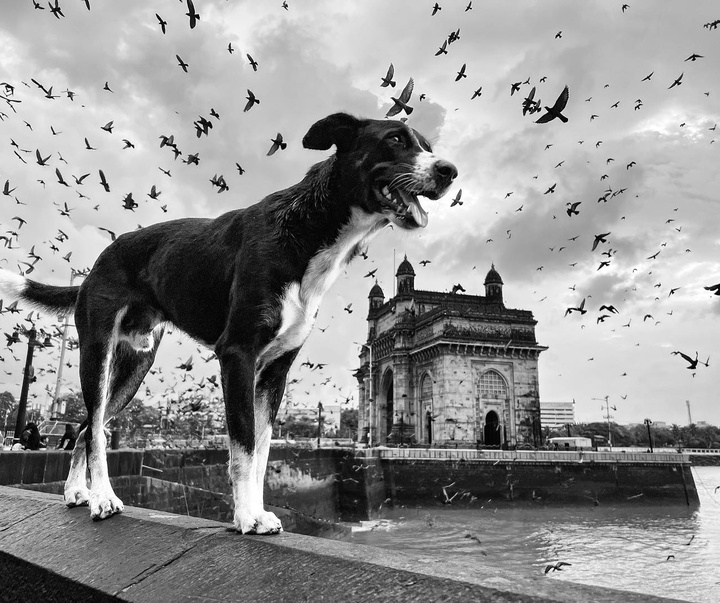 Gallery of Photography by Star Udyawar - India