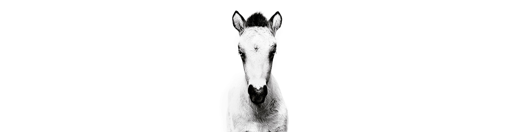 Gallery of Photography by Gigja Einars - Iceland