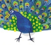 gallery of Illustrations by Eric Carle from USA