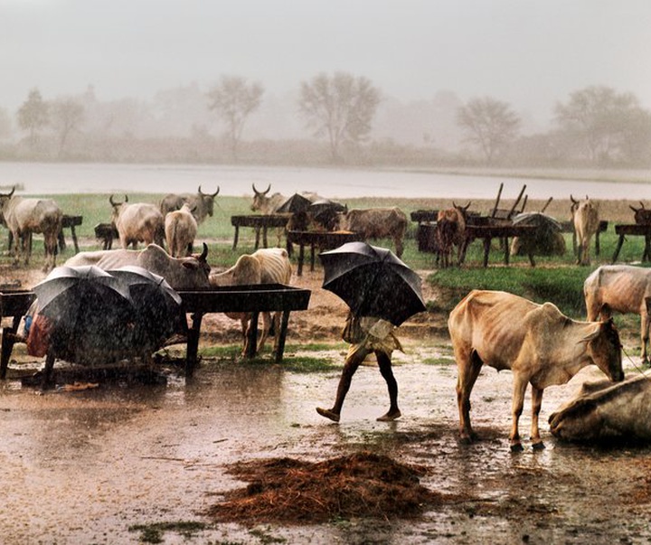 Gallery of Photography by Steve McCurry - USA