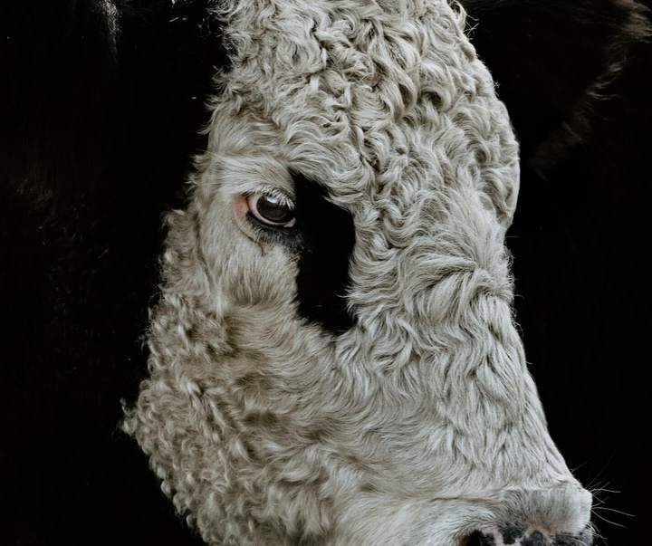 Gallery of Photography by Abbey Bratcher Parish - USA