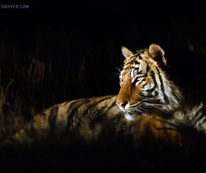 Gallery of Photography by Marsel van Oosten- Netherlands