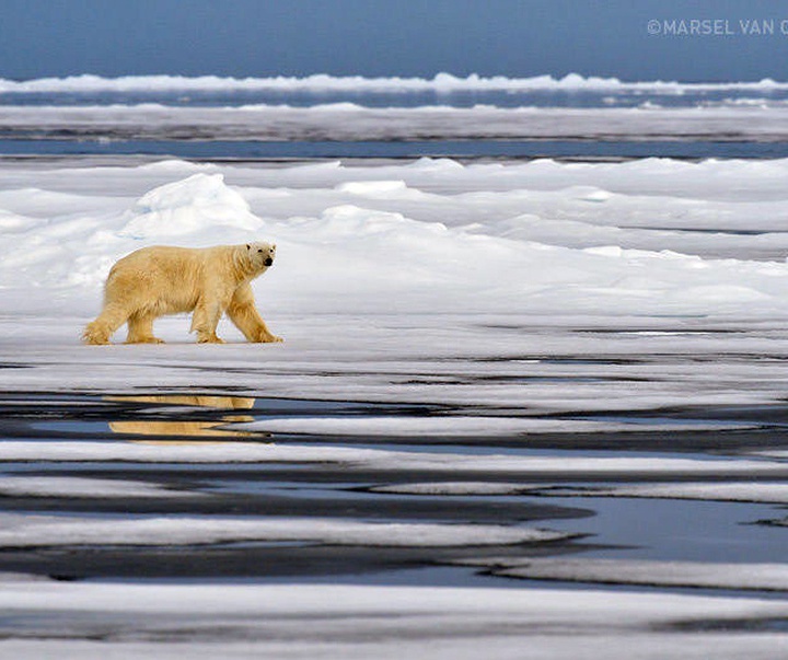 Gallery of Photography by Marsel van Oosten- Netherlands