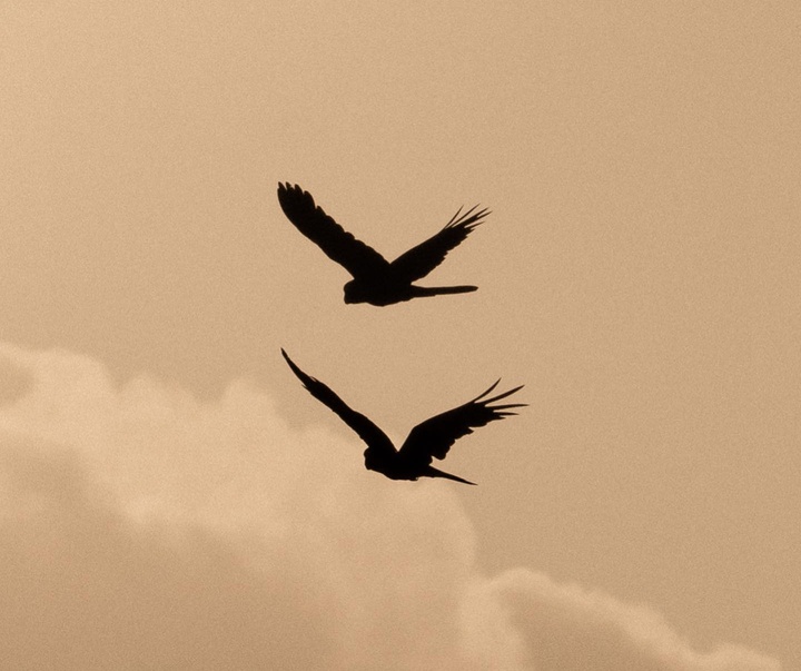 Gallery of Photography by Lawrence Walton - UK
