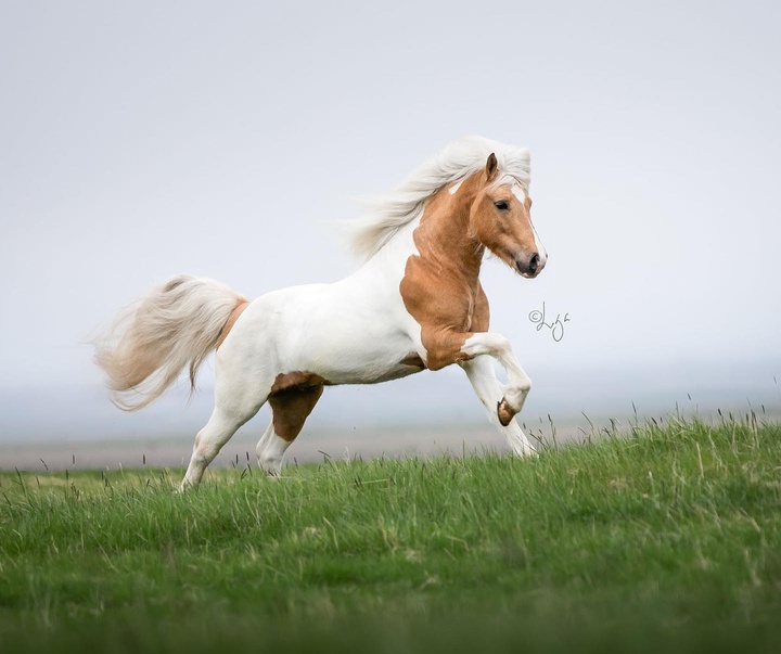 Gallery of photography by Liga Liepina - Iceland