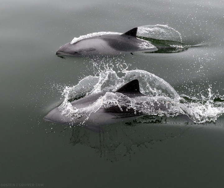 Gallery of Photography by Marsel van Oosten- Netherlands