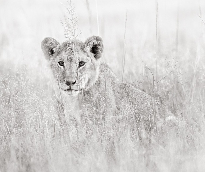Drew Doggett