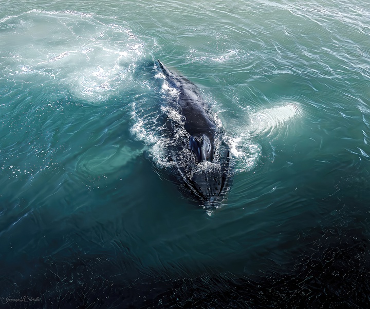 Gallery of Photography by Joanna Steidle - USA