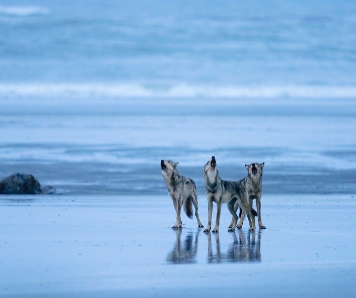 Gallery of Photography by Paul Nicklen - Canada