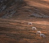 Gallery of Photography by Lyon Corso - Italy