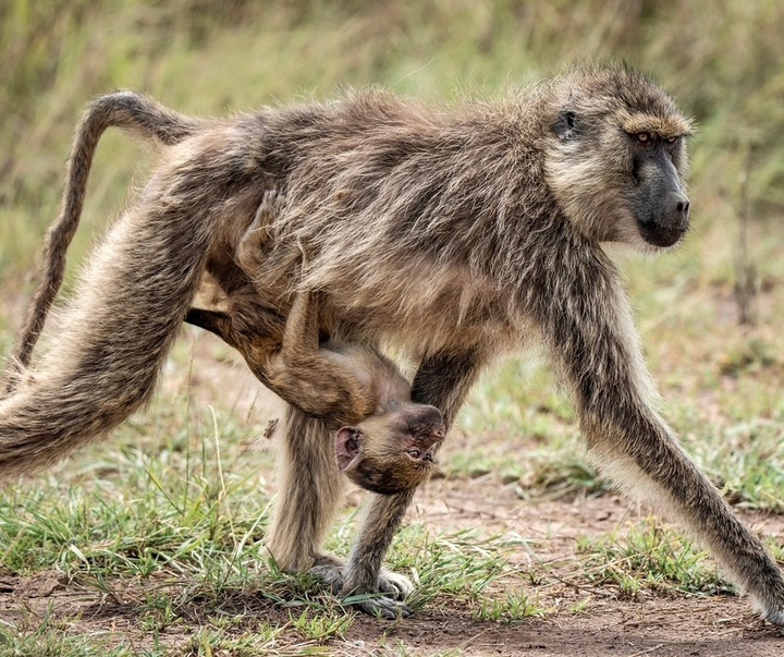 Gallery of Photography by Paul Nicklen - Canada