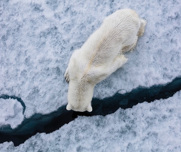 Gallery of Photography by Paul Nicklen - Canada