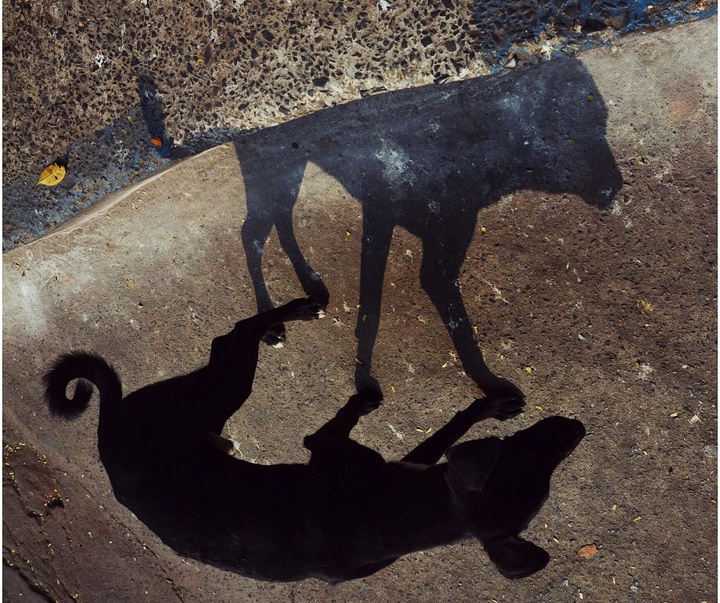 Gallery of Photography by Pranay Pariyar - India