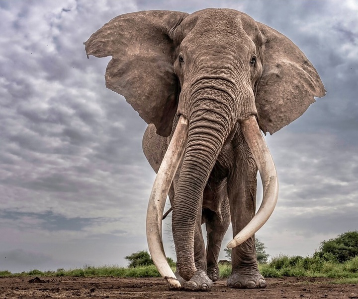 Gallery of Photography by Paul Nicklen - Canada