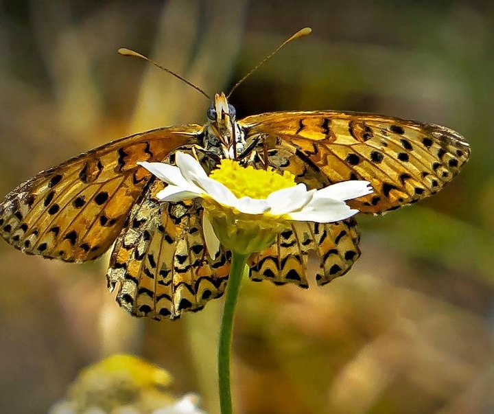 Gallery of photography by Dr.Aylin Yildirim - Turkey