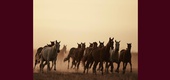 گالری آثار عکاسی گونزالو لائودا از آرژانتین